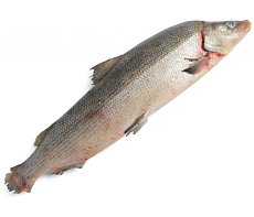 Муксун свежемороженый 3-3,5 кг Вылов 2025г 