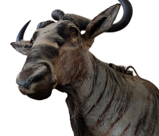 Голова голубой антилопы гну