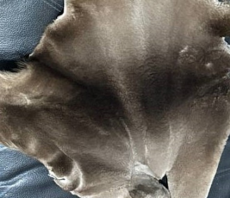 Шкурка бобра выделанная стриженная малая