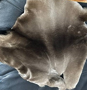 Фото Шкурка бобра выделанная стриженная малая