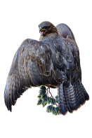 Канюк на медальоне