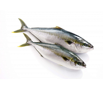 Лакедра (желтохвост) 700-1300 ( коробка 20кг блочной заморозки)