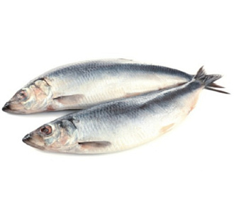 Сельдь Атлантическая свежемороженая неразделанная 250+