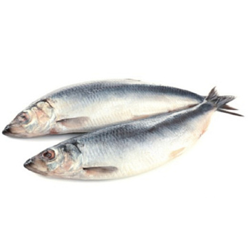 Фото Сельдь Атлантическая свежемороженая неразделанная 250+