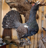 Чучело глухаря