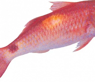 Рыба барабуля GOAT FISH(PARUPENEUS SPP) целая,непотрошеная с/м
