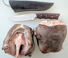 Губа европейского благородного оленя очищенная