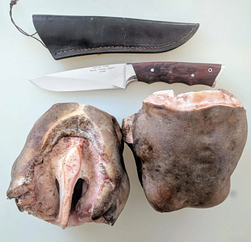 Фото Губа европейского благородного оленя очищенная